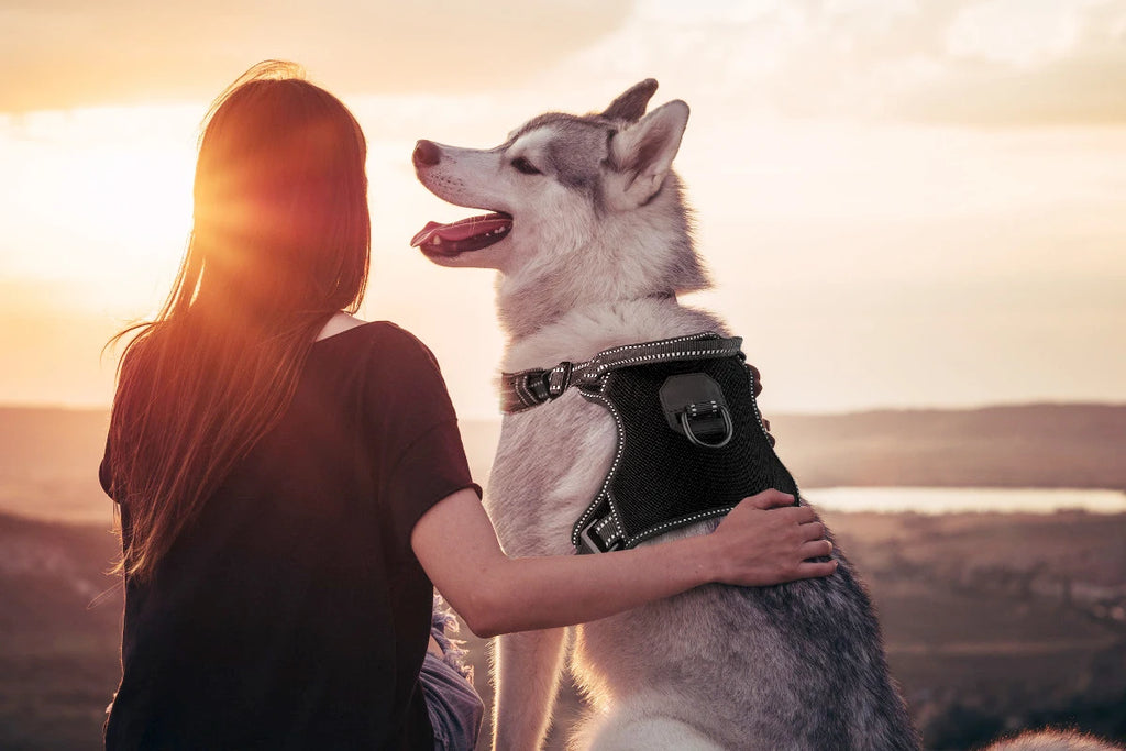 No Pull Nylon Adjustable Reflective Dog Harness