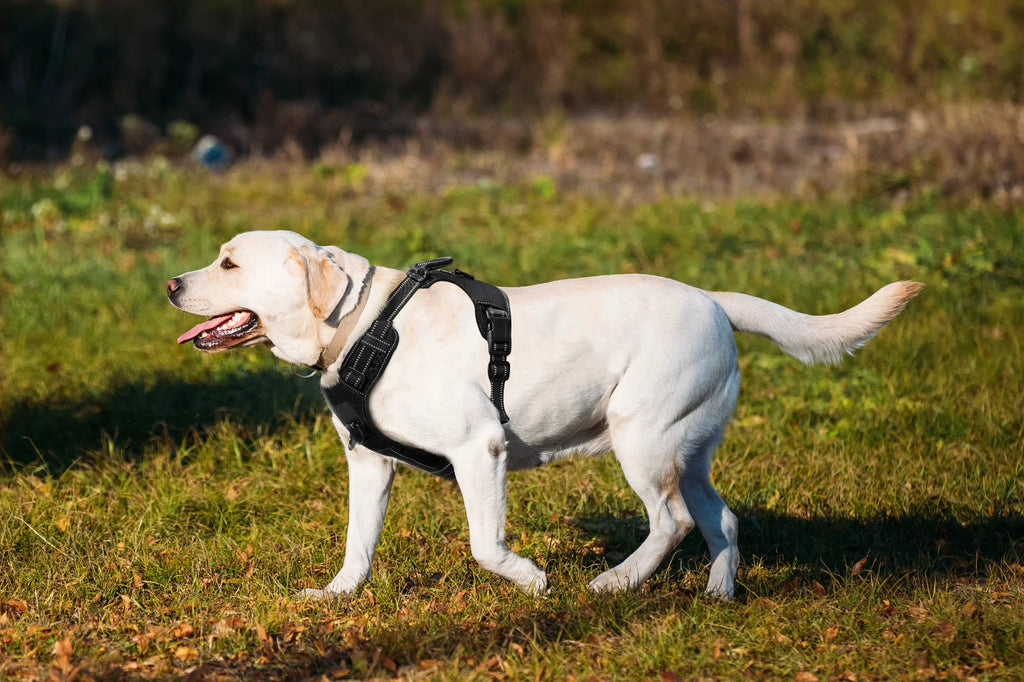 No Pull Nylon Adjustable Reflective Dog Harness